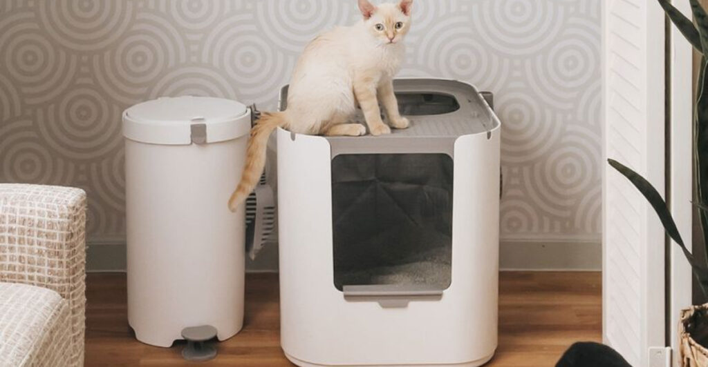 Illustration of Cat Litter Training Hacks For Households With Multiple Animals