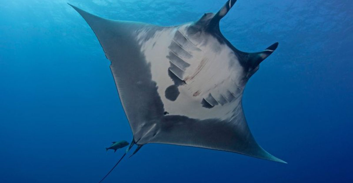 These Are 10 Most Massive Fish Swimming In The Ocean Today