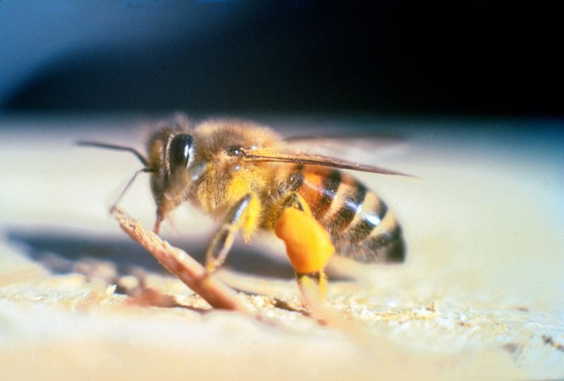 Africanized Honey Bee