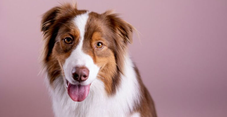 These Are The 14 Incredible Colors Of The Australian Shepherd