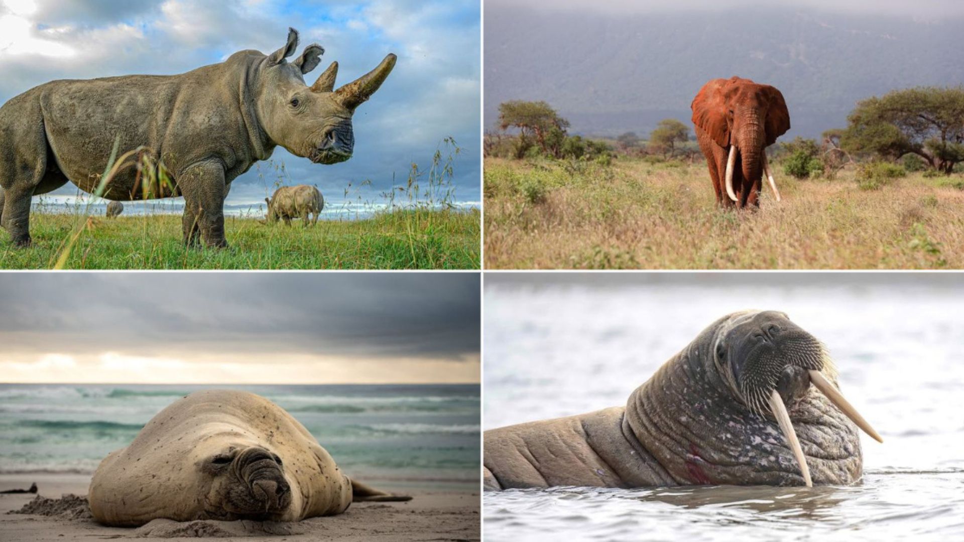 These Are The 15 Heaviest Animals On The Planet