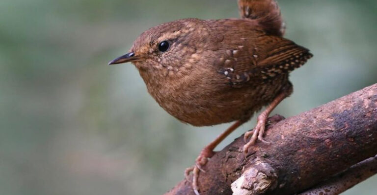 These Are The 17 Smallest Birds Ever Spotted In The U.S.