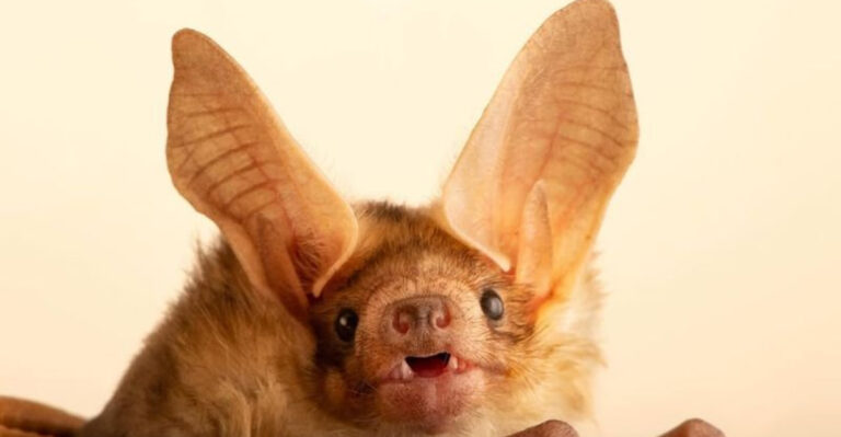 These Are The 19 Smallest Mammal Species Ever Spotted In The U.S.