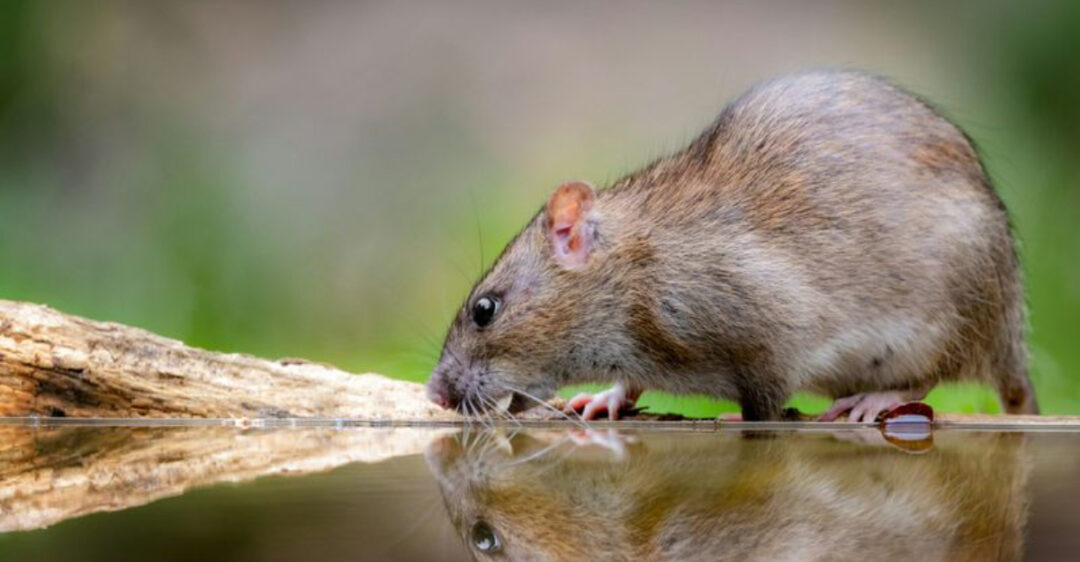 These Are The 19 Smells Rats Hate The Most