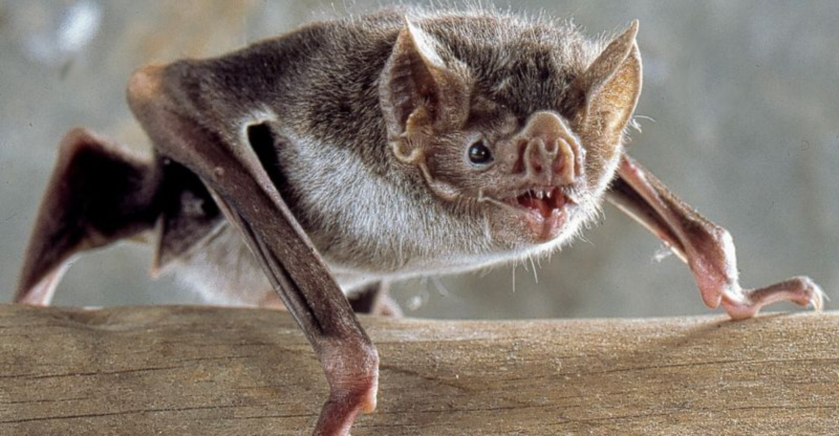 These Are The Biggest Bat Populations Ever Recorded In Each State