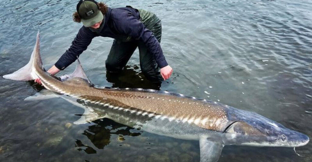 These Are The Biggest Freshwater Fish Ever Caught In The U.S.