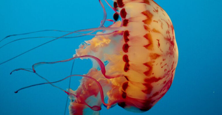 These Are The Biggest Jellyfish Ever Recorded Near Each Coastal State