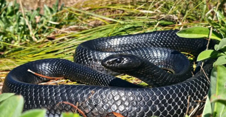These Are The Biggest Reptiles Ever Spotted In Each State