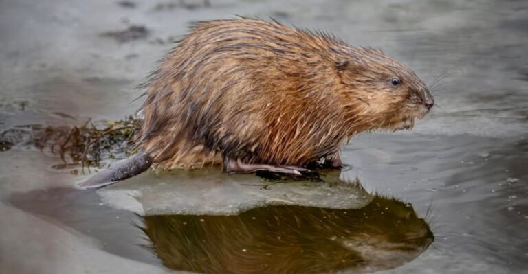 These Are The Biggest Rodents Ever Recorded In Each State
