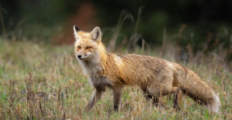 These Are The Bravest Animals In The United States