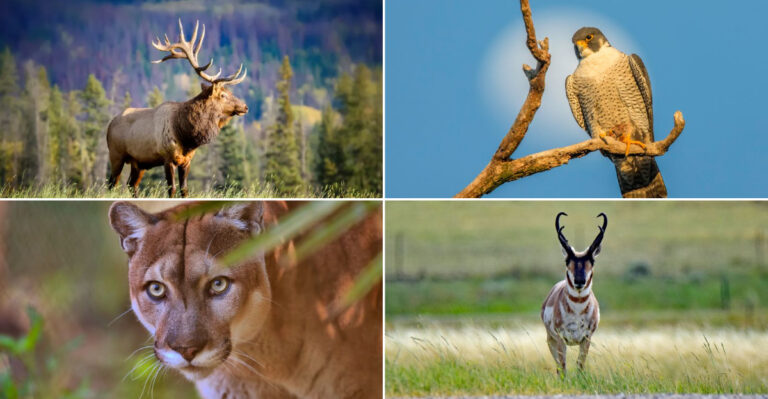 These Are The Fastest Animals Ever Spotted In Every State