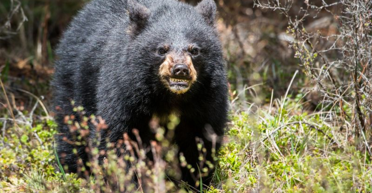 These Are The Largest Bears Ever Spotted In Each State