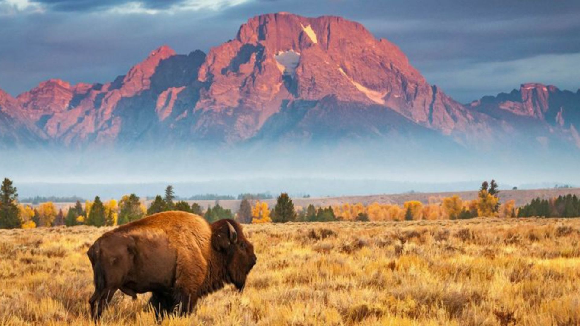 These Are The Largest Bison Ever Recorded In Each State