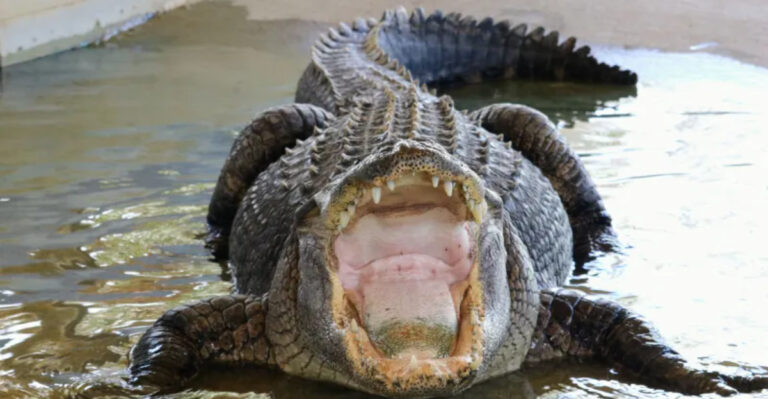 These Are The Largest Alligators The U.S.