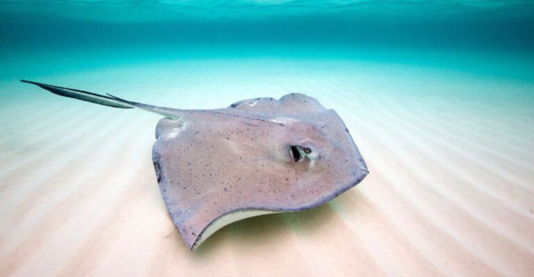 These Are The Largest Stingray Populations Ever Spotted In Each State