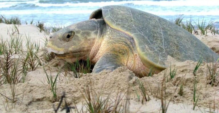 These Are The Largest Turtles Ever Found In The U.S.
