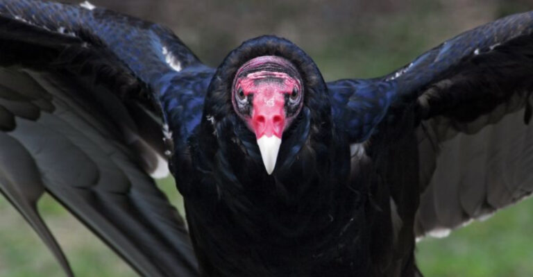 These Are The Largest Vultures Ever Recorded In Each State