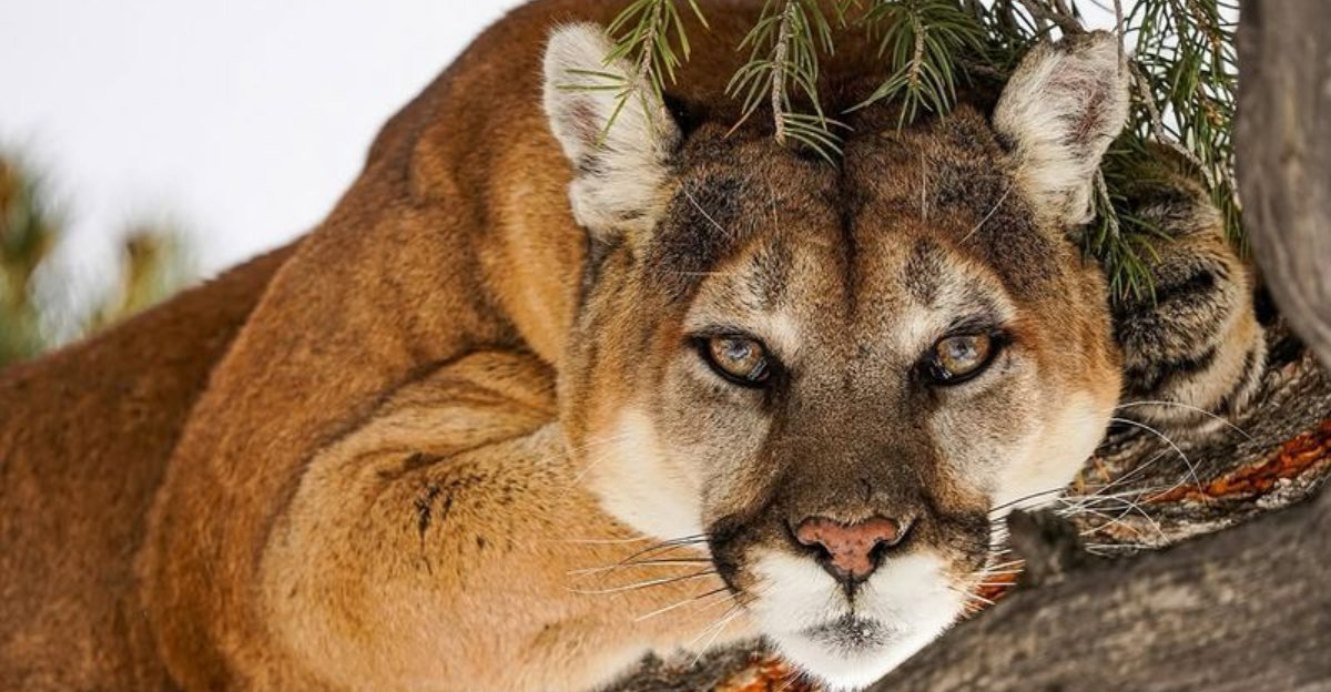 These Are The Largest Wild Cats Ever Spotted In Each U.S. State