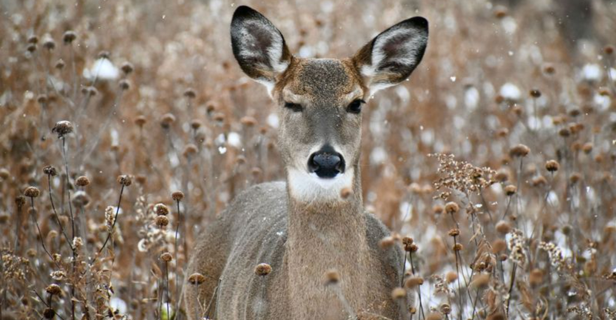 These Are The Most Beautiful Animals Ever Spotted In Every State