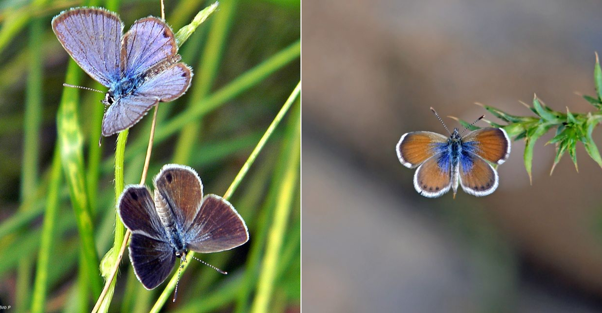 These Are The Smallest Butterflies Ever Spotted In The U.S.