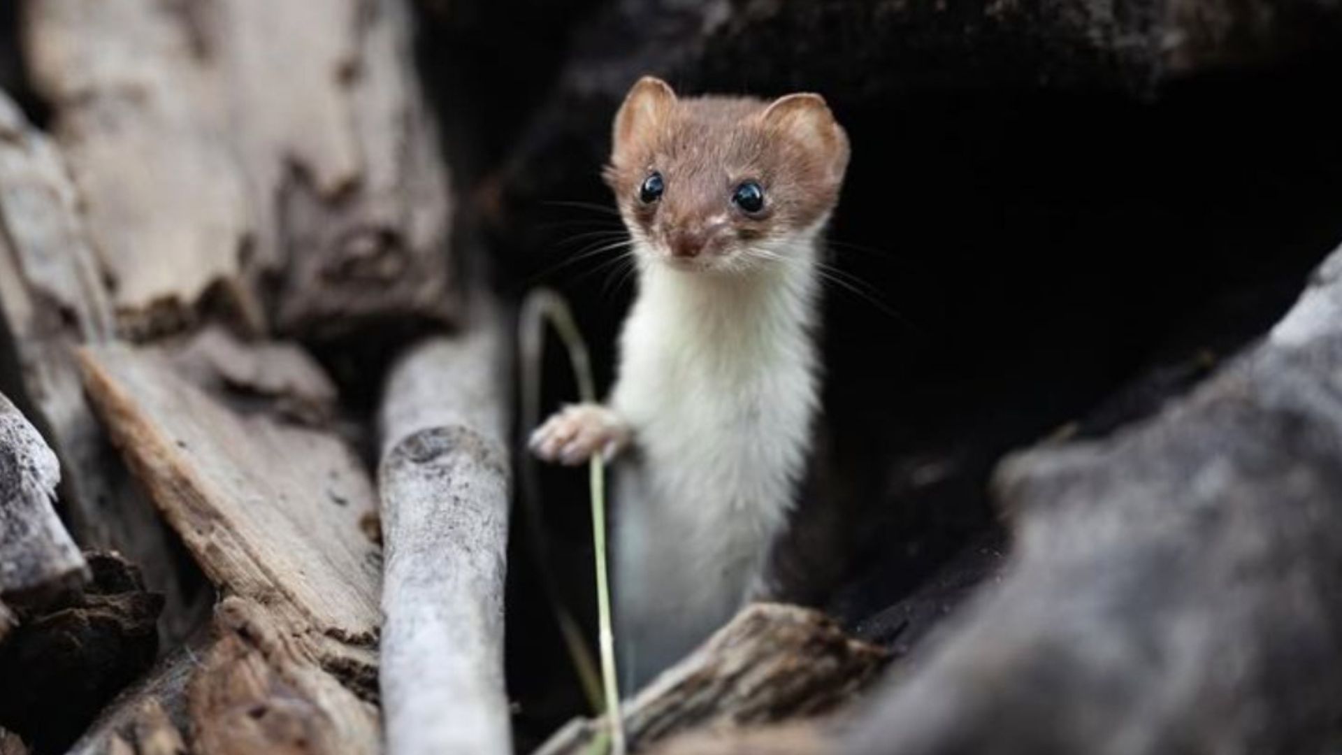 These Are The Smallest Mammals Ever Spotted In The U.S.