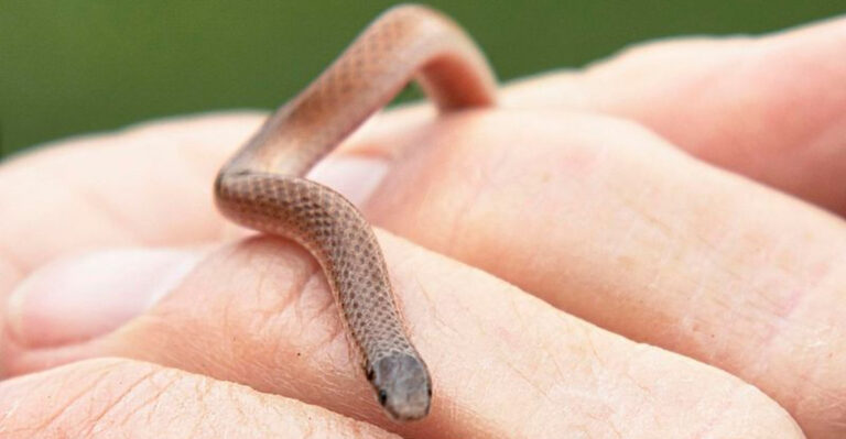 These Are The Smallest Snakes Ever Spotted In The U.S.