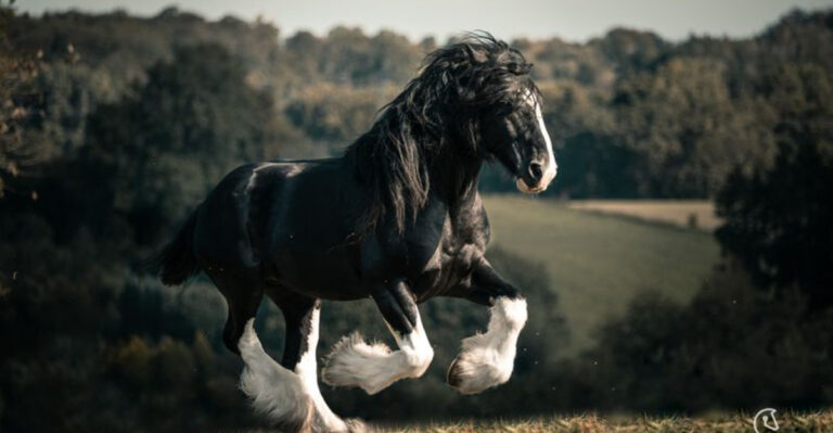 These Are The Strongest Horses In The World