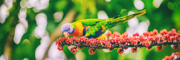 These Are The World’s Brightest And Boldest - The 19 Most Stunning, Vibrant Creatures Of The Planet