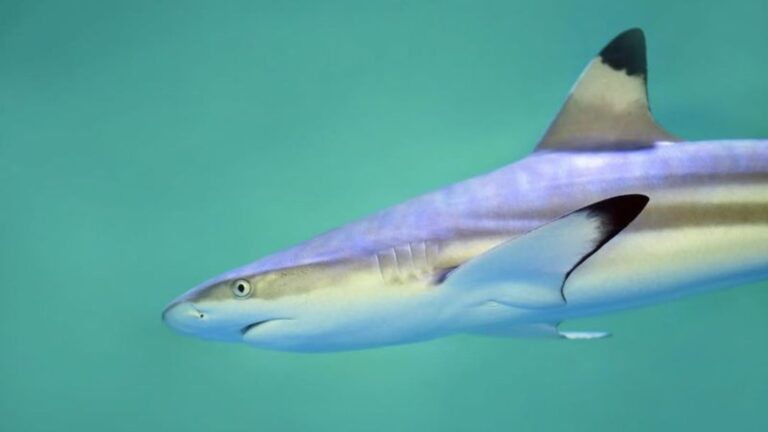 These Cute Sharks Make Great Pets For Expert Aquarists