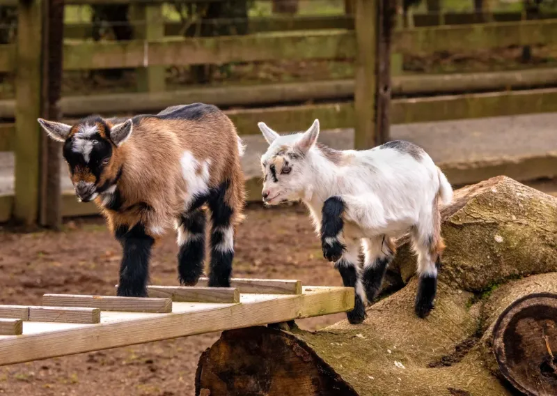 They Require A Secure Fence (Because They’re Escape Artists!)