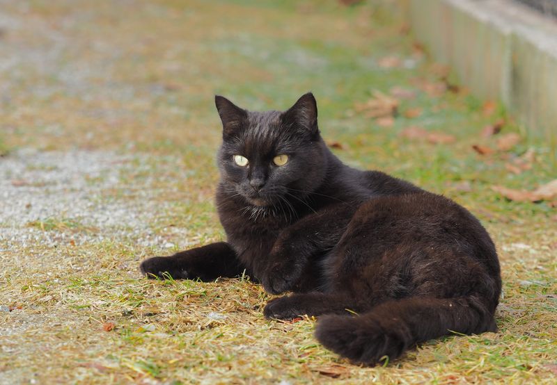 Their Fur Looks Sleek And Elegant