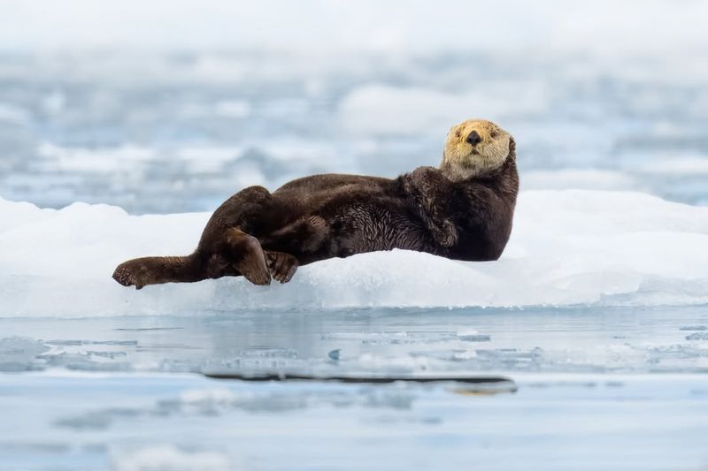 Thickest Fur in the Animal Kingdom