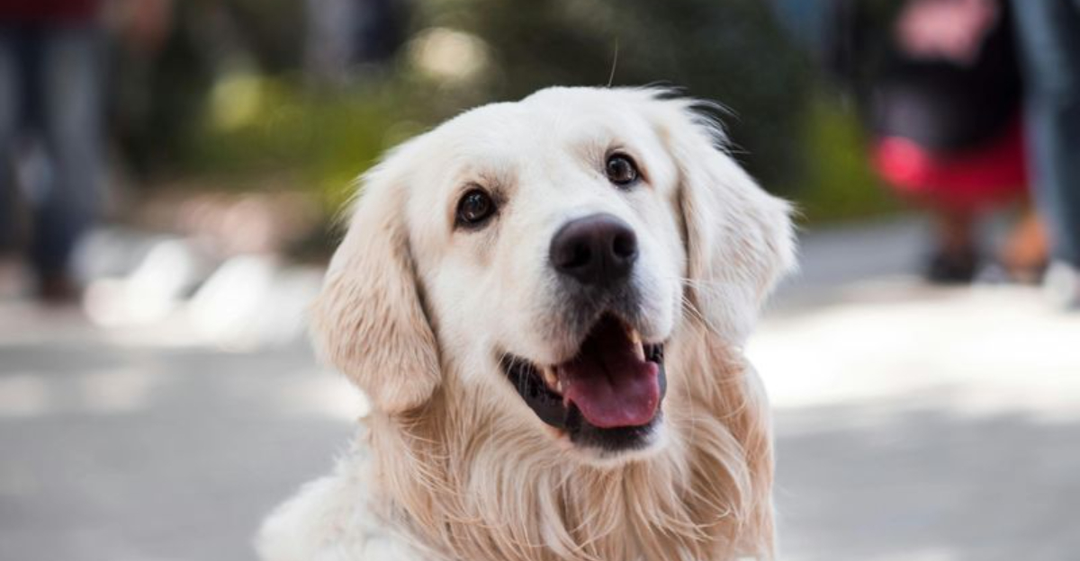 Thinking Of Getting A Dog? These Are 10 Best-Behaved Breeds