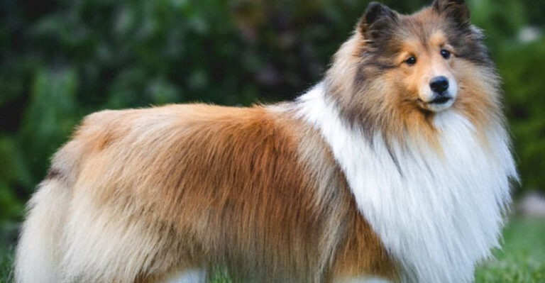 This Is Why Shetland Sheepdogs Are The Perfect Dog For Smart Owners
