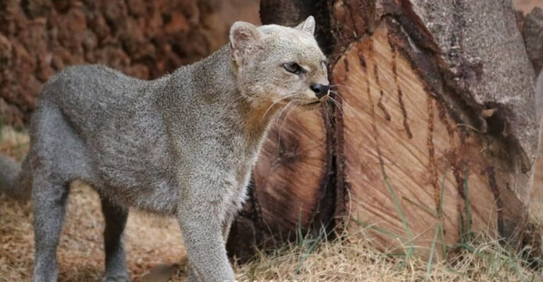 This Wild Cat Looks Like An Otter And Has 13 Ways Of ‘Talking’