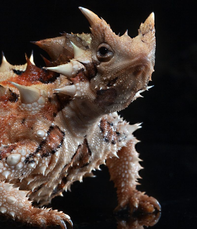 Thorny Devil