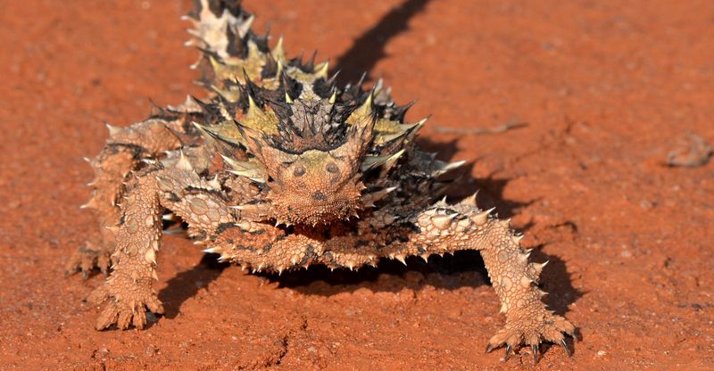 Thorny Devil - The Water Harvester