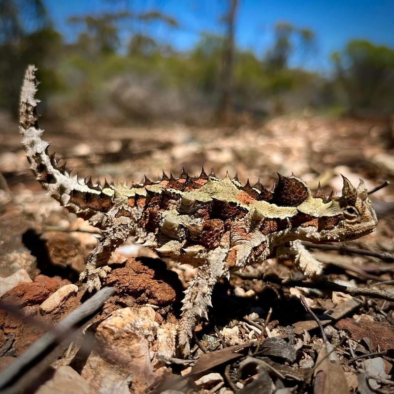 Thorny Devil