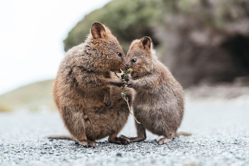 Threats to Quokka Populations