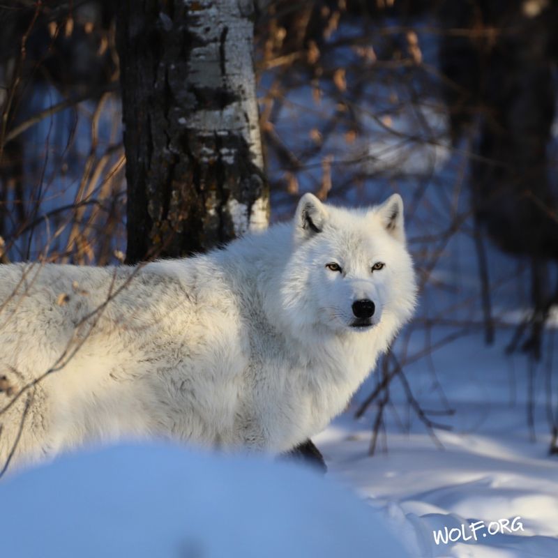 Threats to the Arctic Wolf Population