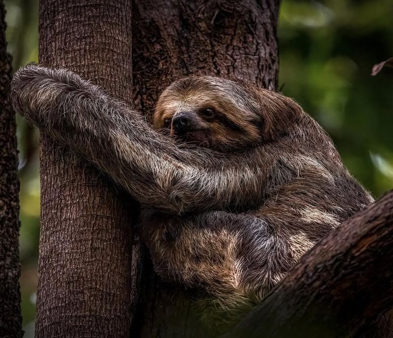 Three-Toed Sloth