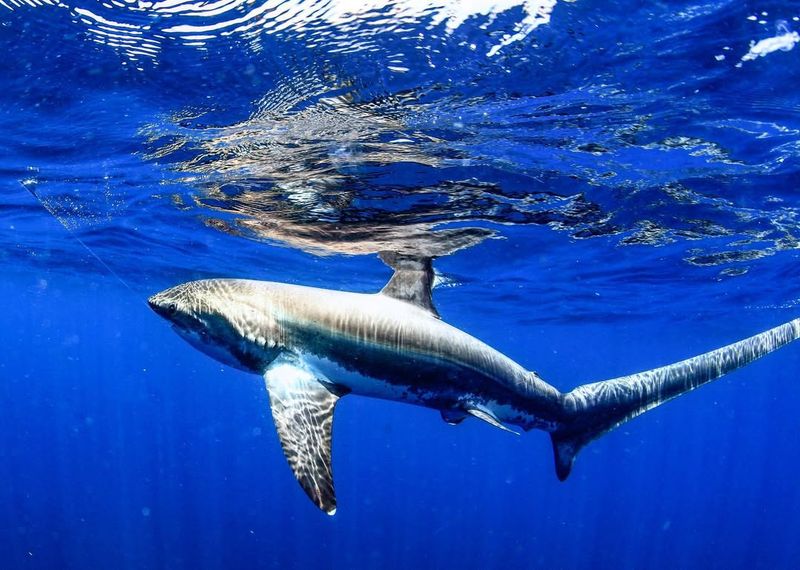 Thresher Shark