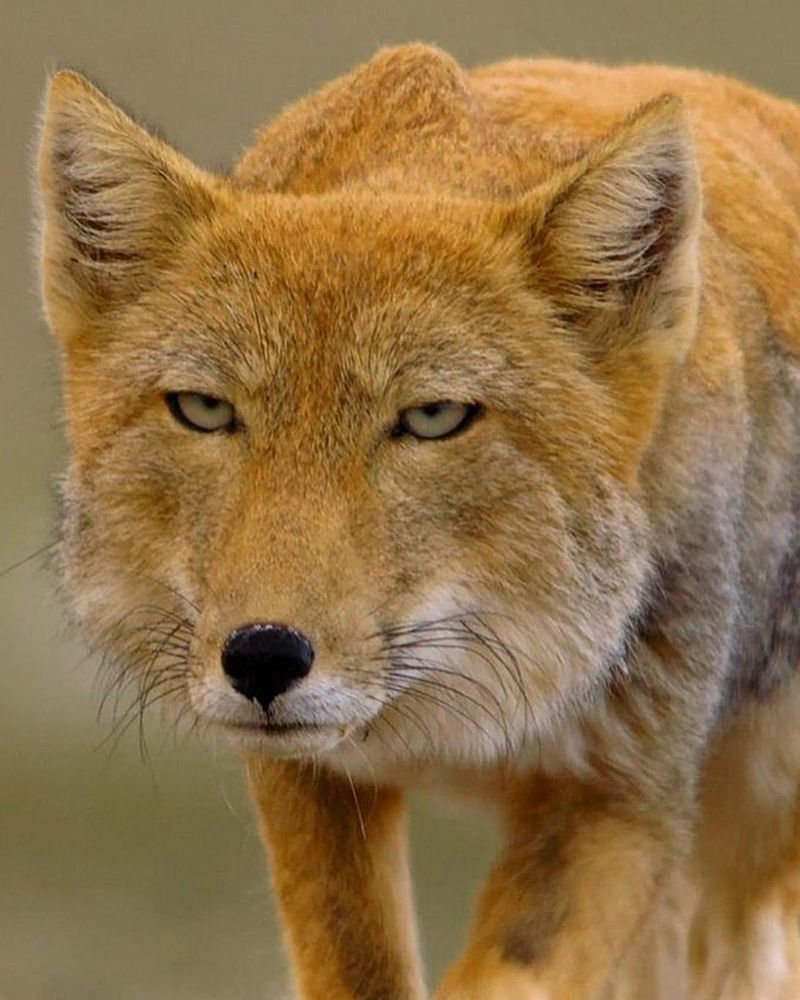 Tibetan Fox