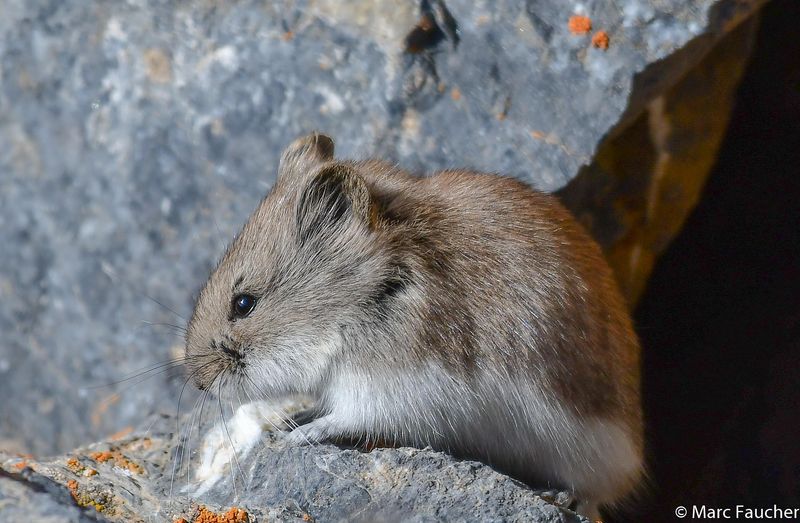 Tibetan Hamster