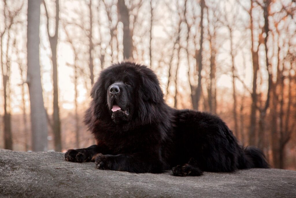 Tibetan Mastiff