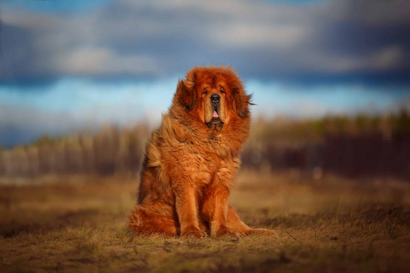 Tibetan Mastiff