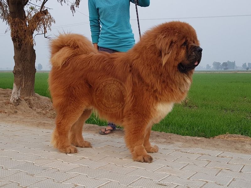 Tibetan Mastiff