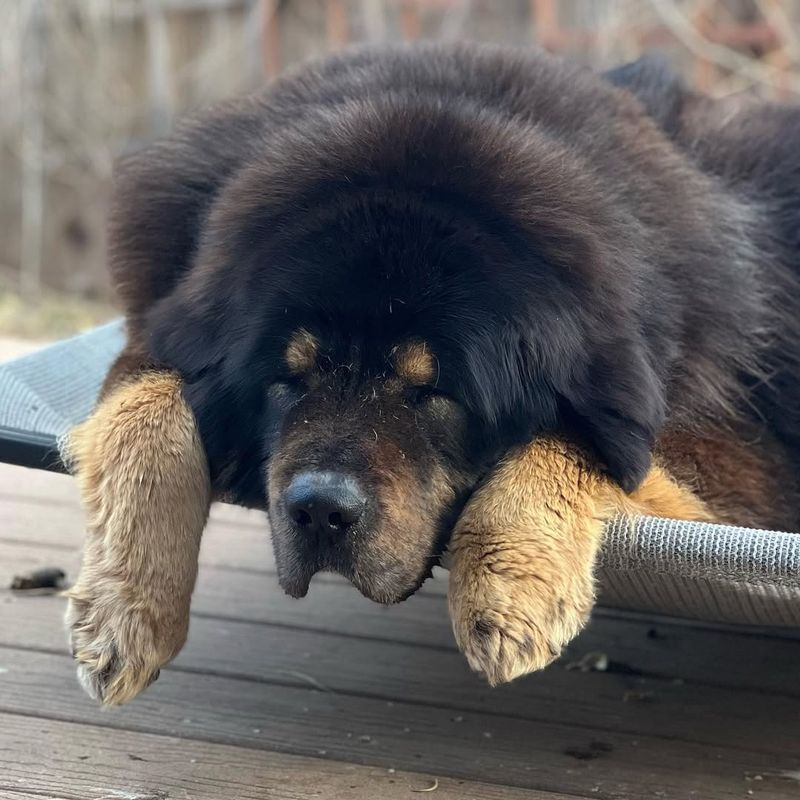 Tibetan Mastiff