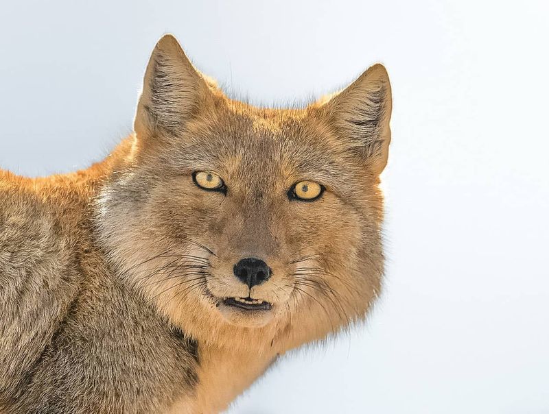 Tibetan Sand Fox