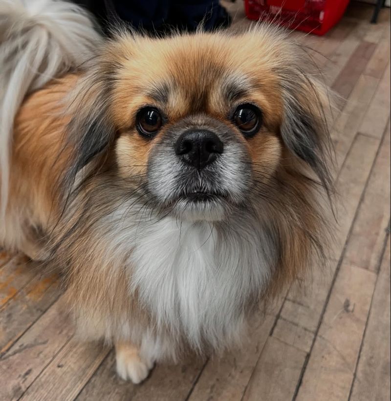 Tibetan Snow Spaniel